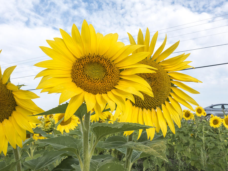 Sunflowers #2 Photograph by Josef Pittner