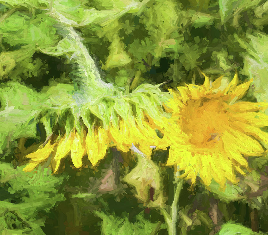 Sunflowers #2 Photograph by Kathy Clark