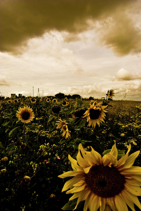 Nature Photograph - Sunflowers #2 by Grebo Gray