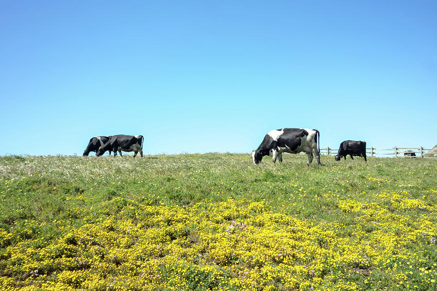 Sunny morning lighting pasture with farm cows #2 Photograph by Alex Grichenko