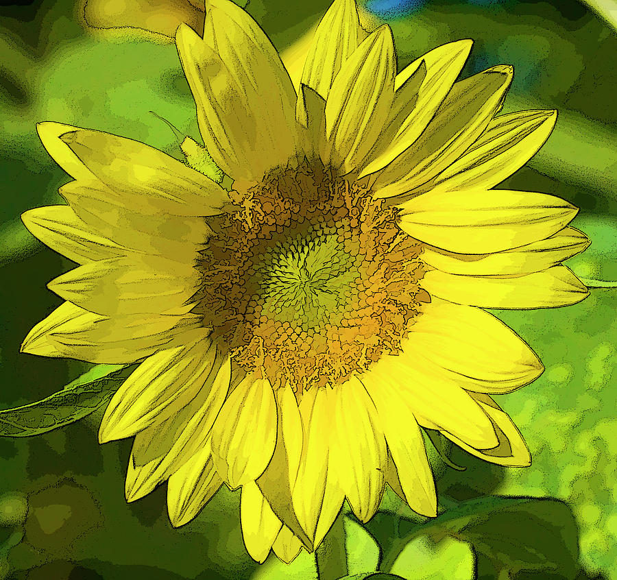 Sunny Sunflower #2 Photograph by Kathy Clark