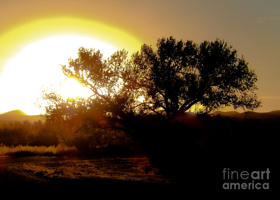Sunset at Bosque del Apache  #2 Photograph by John Greco