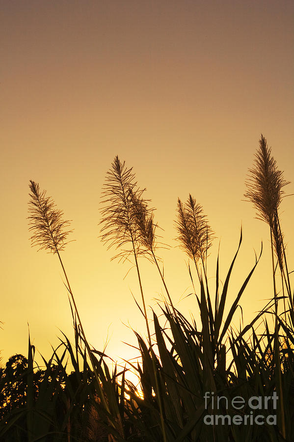 Sunset Grass #2 Photograph by Ron Dahlquist - Printscapes