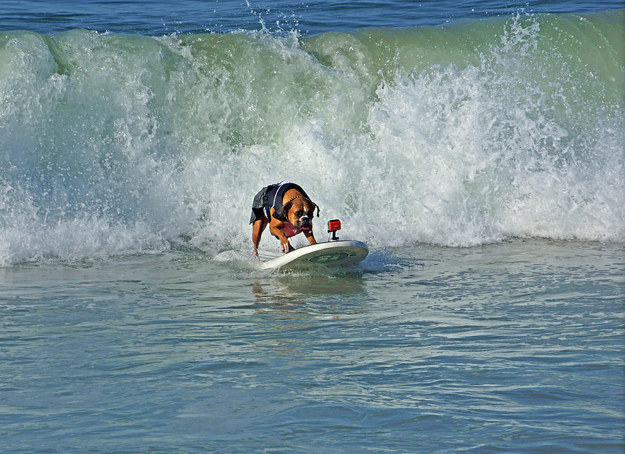 Surfing Dog #3 Photograph by Thanh Thuy Nguyen