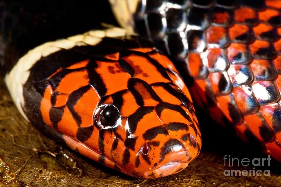 Snake Photograph - Surinam Coralsnake #2 by Dant Fenolio