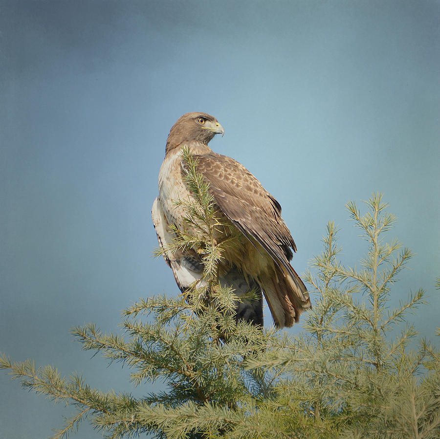 Hawk Photograph - Surveillance #2 by Fraida Gutovich