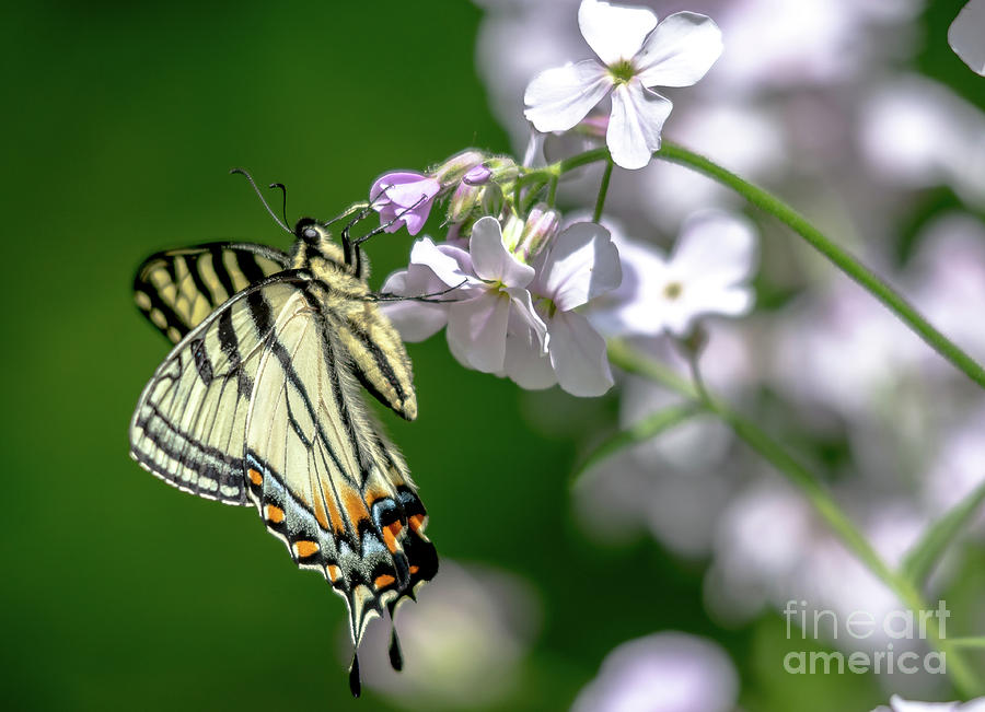 Swallowtail Butterfly Photograph by Cheryl Baxter
