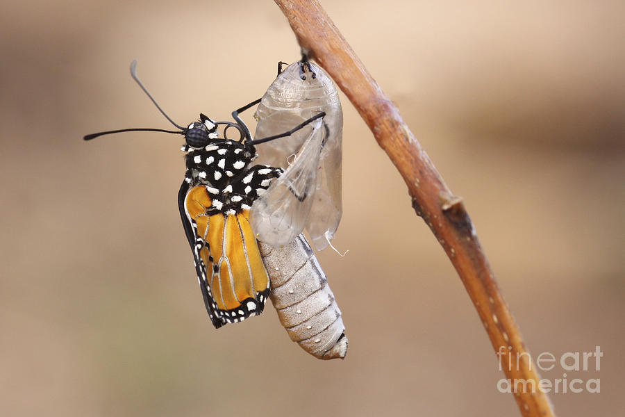 Swallowtail Butterfly Emerging From Cocoon #2 Photograph by Alon Meir