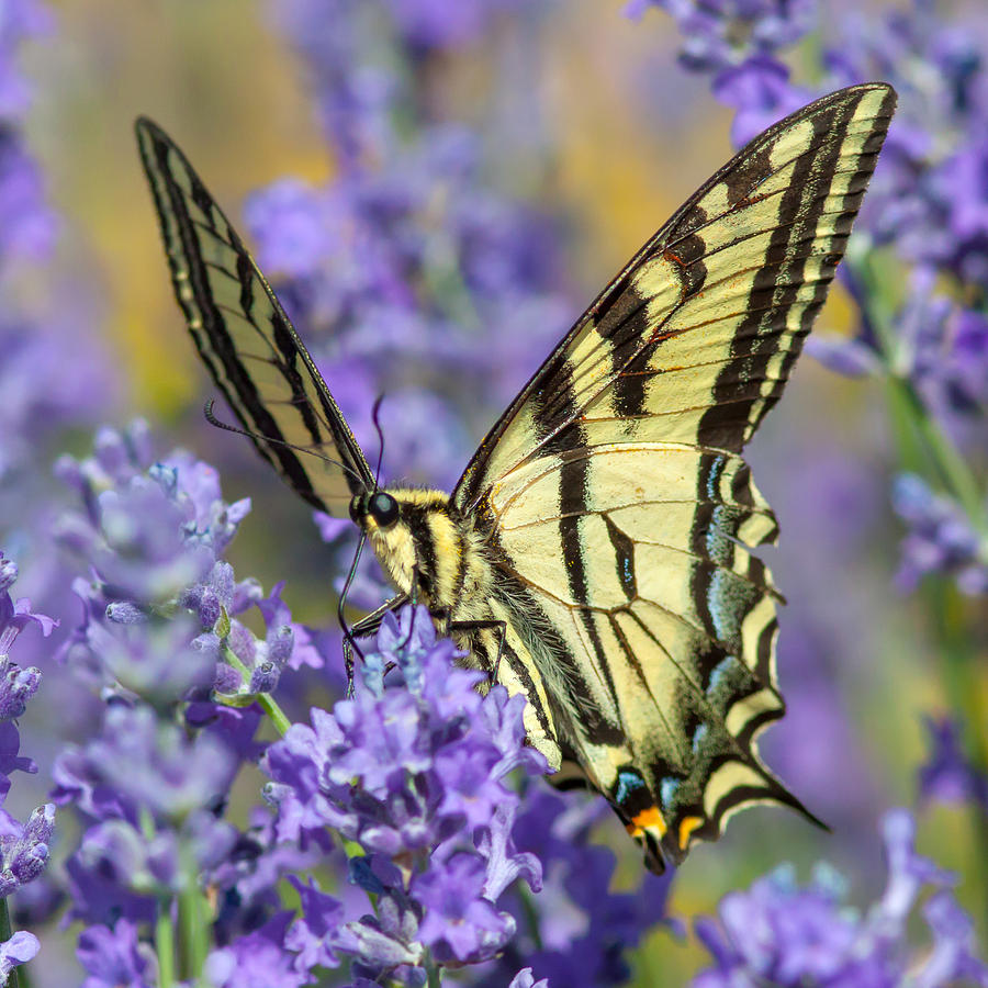 Swallowtail Butterfly #2 Photograph by Jack Bell