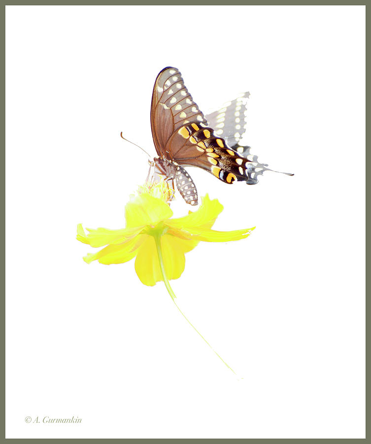 Swallowtail Butterfly on Cosmos Flower #2 Digital Art by A Macarthur Gurmankin