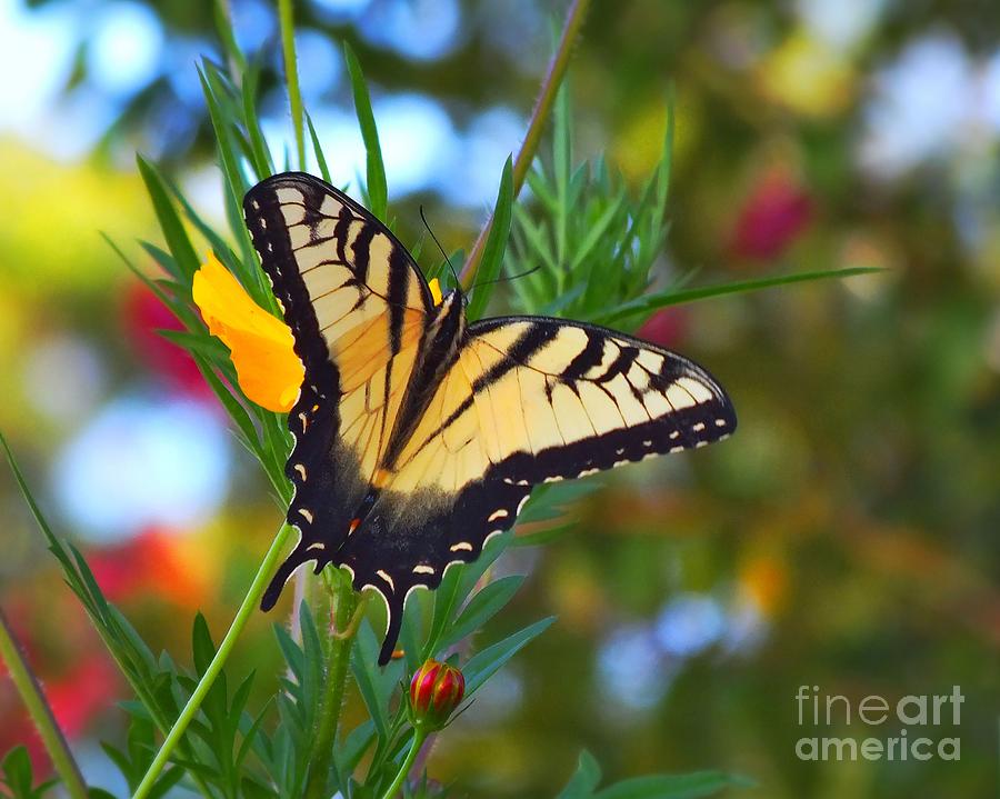 Swallowtail Butterfly #2 Photograph by Scott Cameron