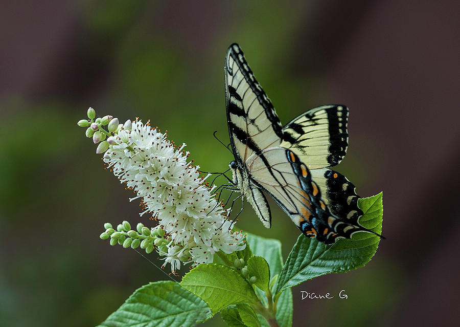 Swallowtail Photograph By Diane Giurco Fine Art America