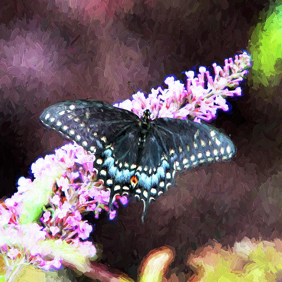 Swallowtail #2 Photograph by John Freidenberg