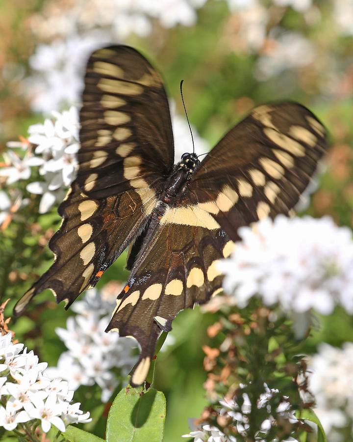 Nature Photograph - Swallowtail #2 by Mike Dickie