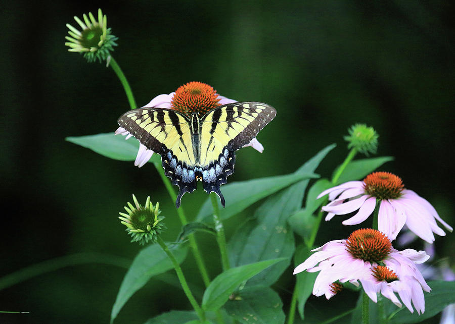 Swallowtail on Coneflower #2 Photograph by PJQandFriends Photography