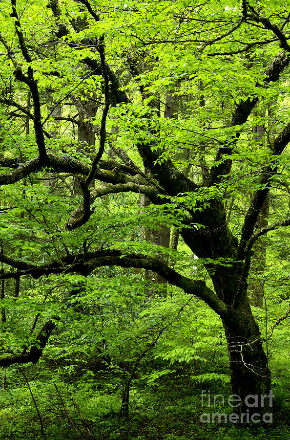 Swamp Birch #2 Photograph by Thomas R Fletcher