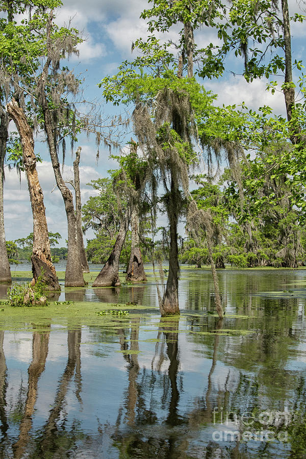 Swamp landscape Photograph by Patricia Hofmeester