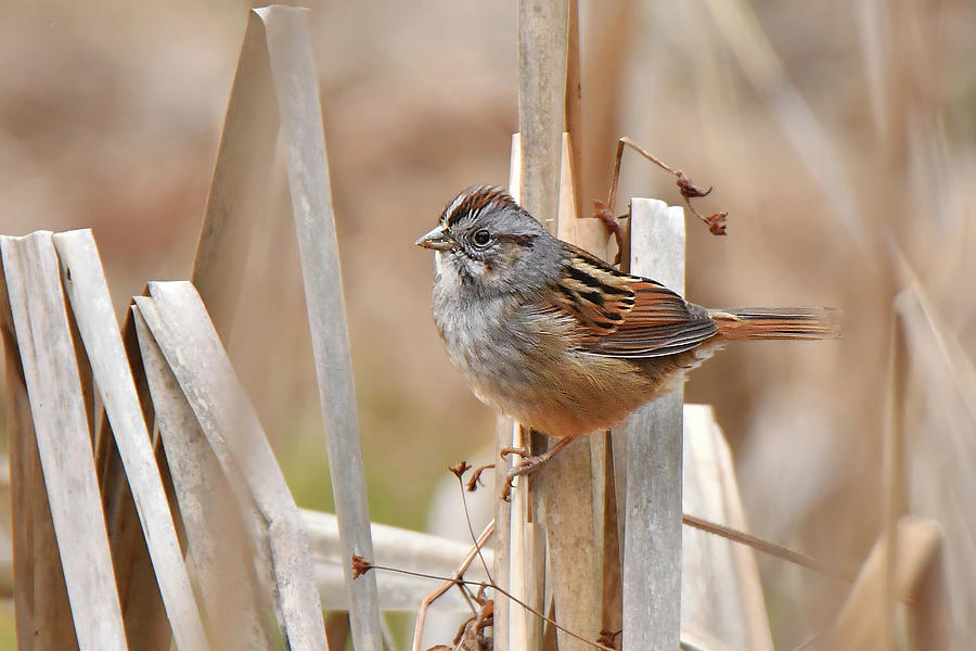 Swamp Sparrow #2 Photograph by Alan Lenk