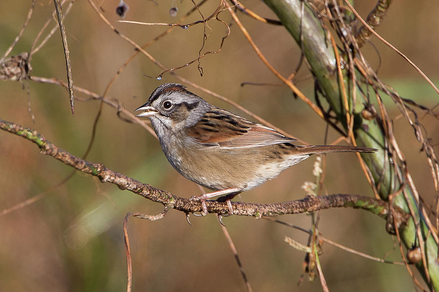 Swamp Sparrow #2 Photograph by Ronnie Maum