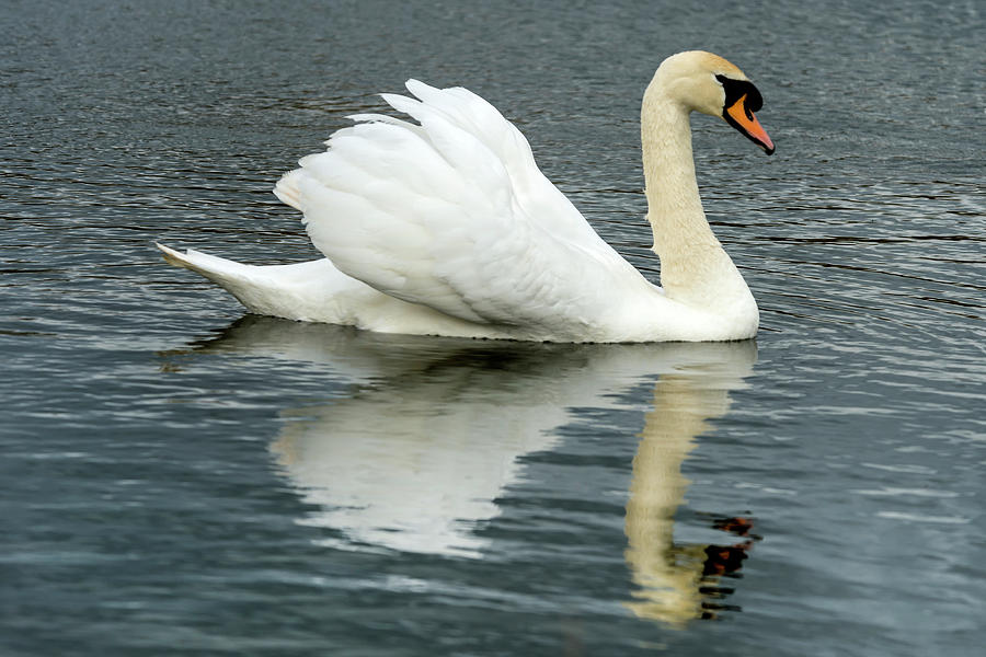 Swan by Cliff Norton Swan by Cliff Norton