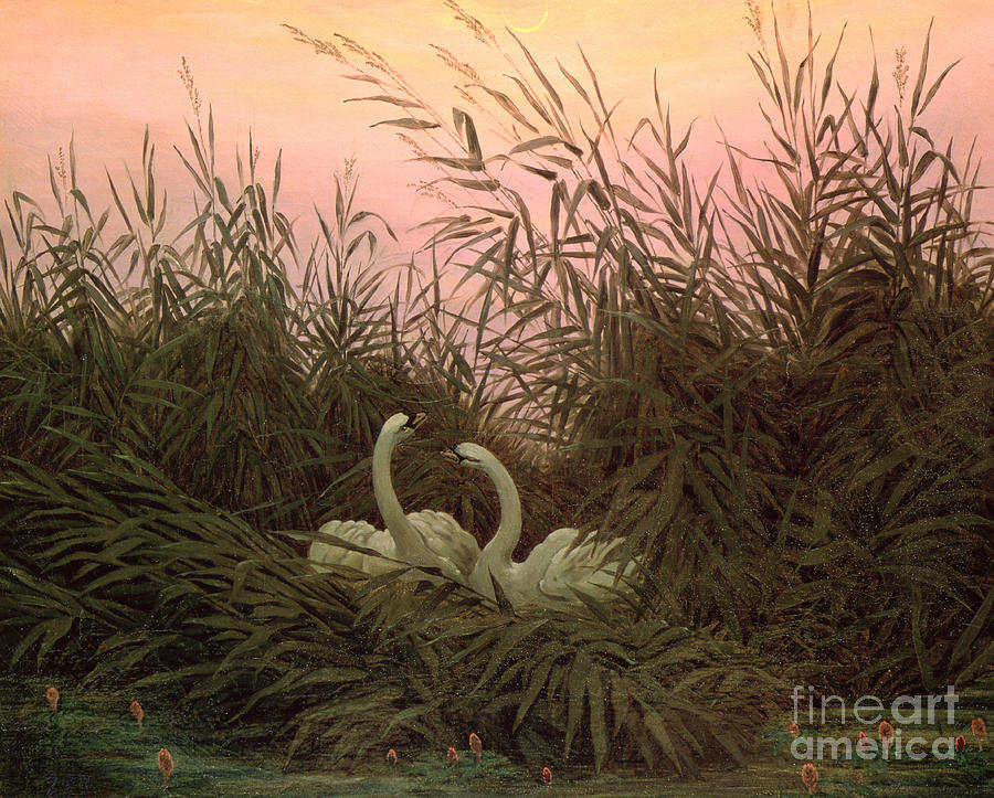 Swan Painting - Swans In The Reeds by Caspar David Friedrich Swan Painting - Swans In The Reeds by Caspar David Friedrich