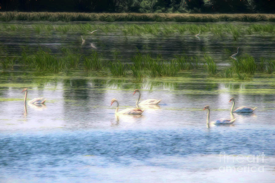 Swans Lake #2 Photograph by John Freidenberg