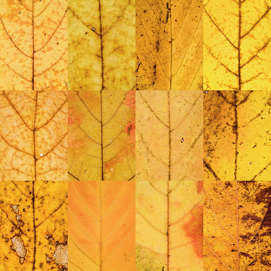 Swatches - Autumn Leaves inspired by Gerhard Richter #4 Photograph by Shankar Adiseshan