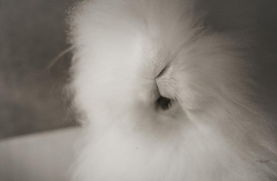 Sweet Bunny... #2 Photograph by The Art Of Marilyn Ridoutt-Greene