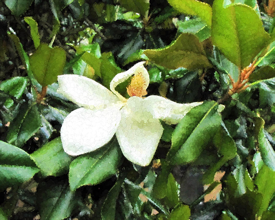 Sweet Magnolia #2 Photograph by John Freidenberg