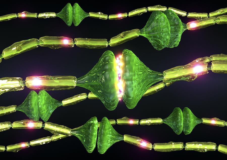 Neuron Photograph - Synapses, Artwork #2 by David Mack