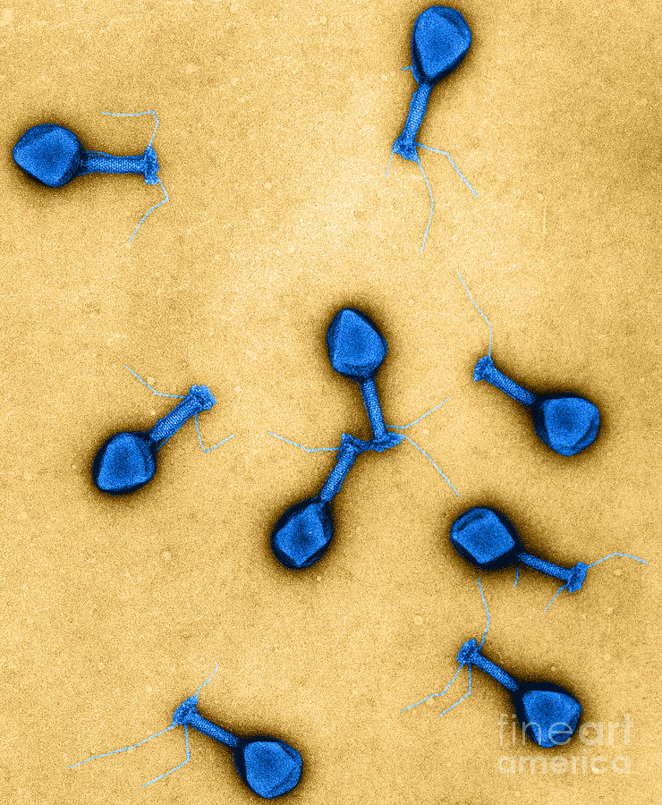 T4 Bacteriophages, Tem #2 Photograph by Lee D. Simon