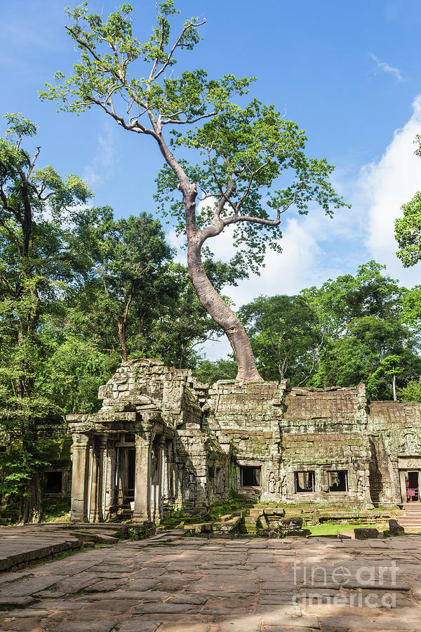Ta Prohm temple in Angkor #2 Photograph by Didier Marti