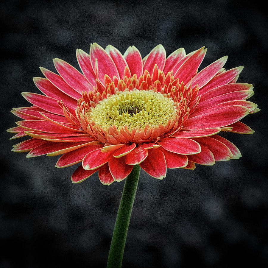 Tangerine Daisy Photograph by Robert Fawcett - Fine Art America