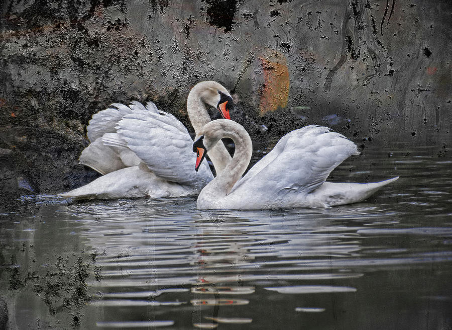 Tango of the swans Photograph by Joachim G Pinkawa