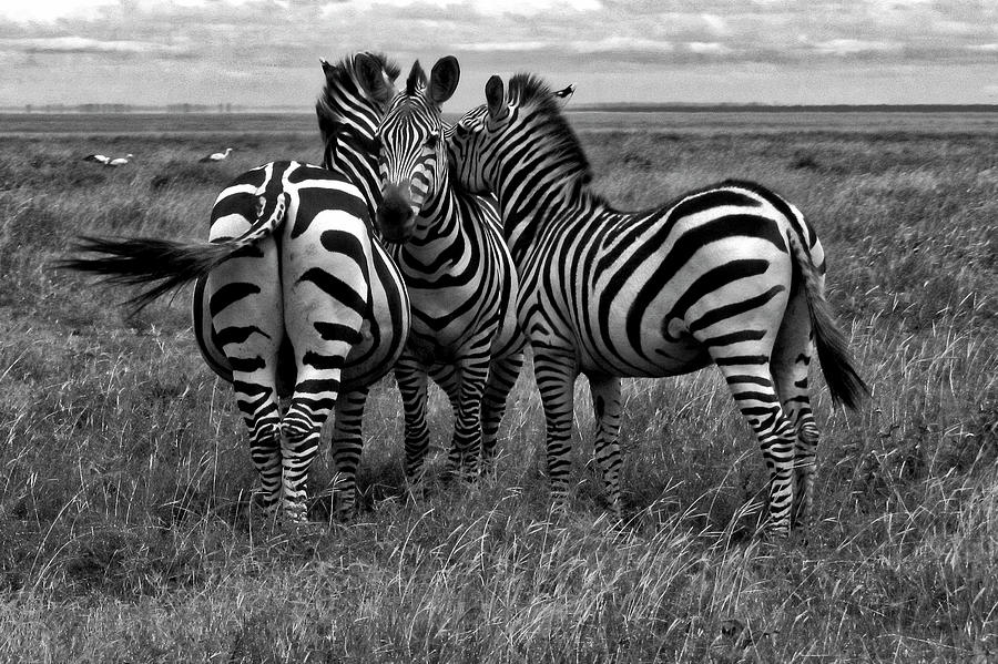 Tanzania #2 Photograph by Paul James Bannerman