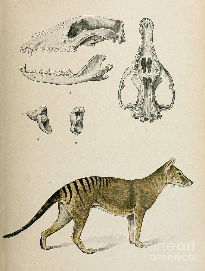Tasmanian Tiger, Extinct Species #2 Photograph by Biodiversity Heritage Library