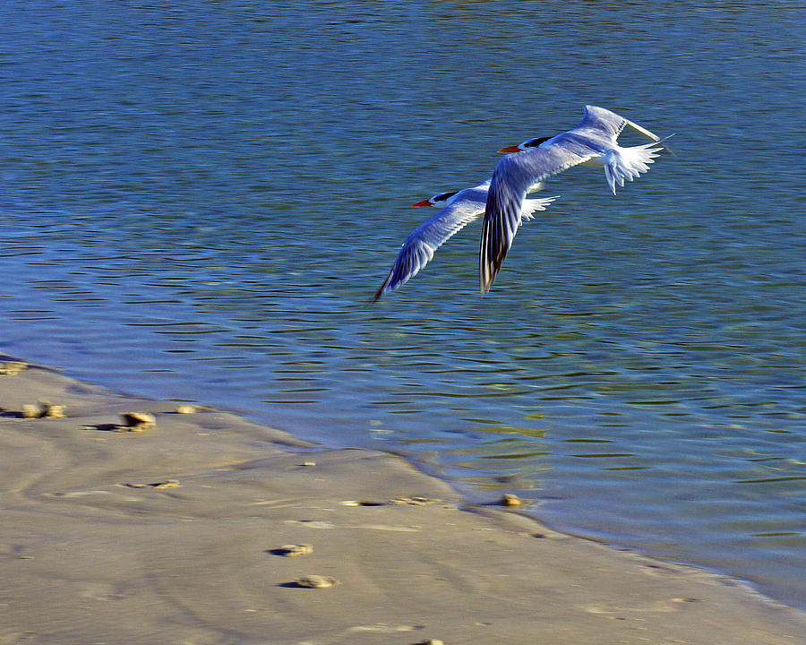 Bird Photograph - 2 Terns in Flight by Robb Stan
