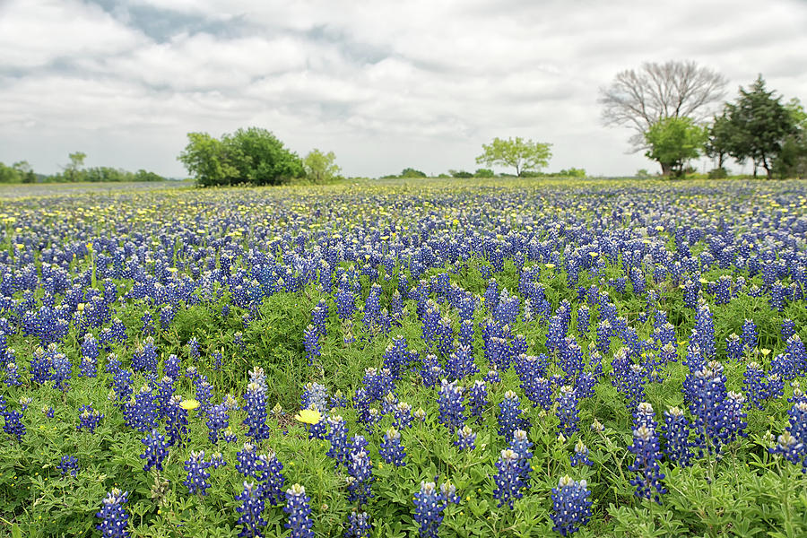 Texas Bluebonnets 7 #2 Photograph by Victor Culpepper