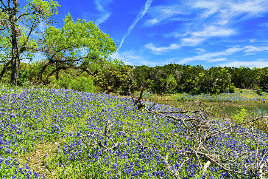 Texas Bluebonnets Photograph by Raul Rodriguez