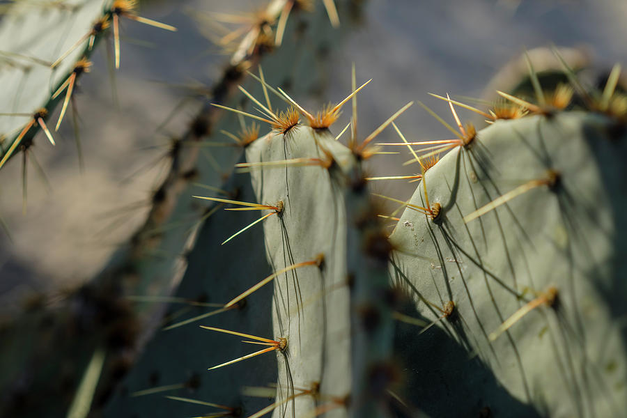 Texas Cacti #2 Photograph by Ryan Heffron