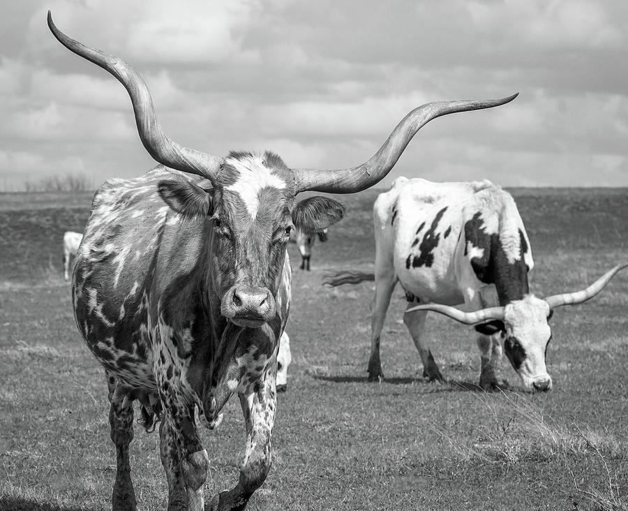 Texas Longhorns Photograph - Texas Longhorns #2 by Robert Bellomy
