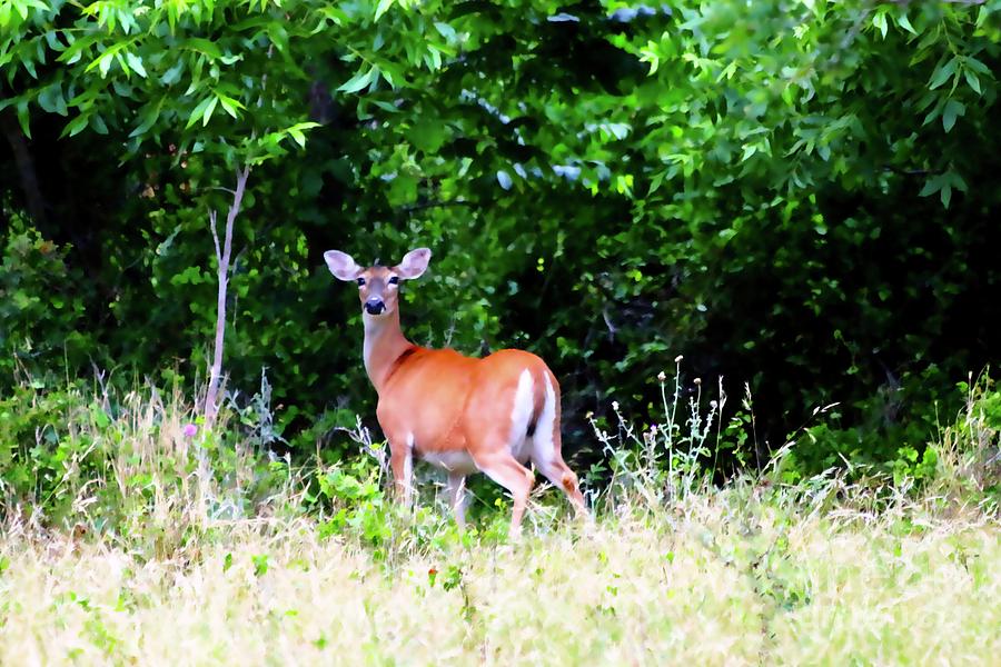 Texas Whitetail Deer #2 Photograph by Jeanie Mann