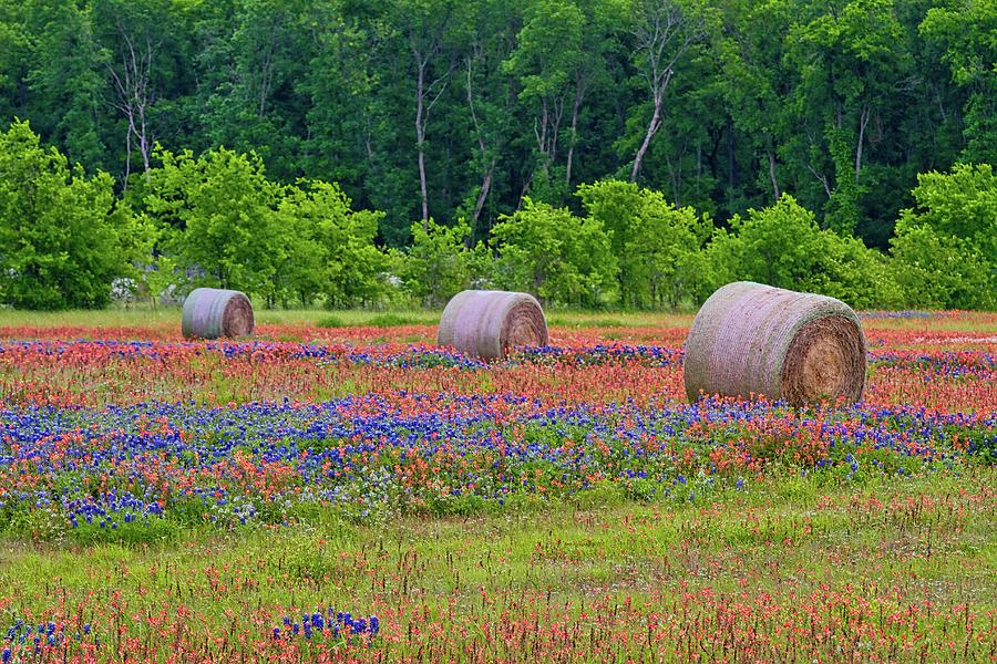 Texas Wildflowers #3 Photograph by John Babis