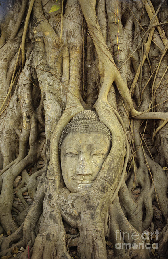 Thailand, Ayathaya #2 Photograph by Gloria & Richard Maschmeyer - Printscapes