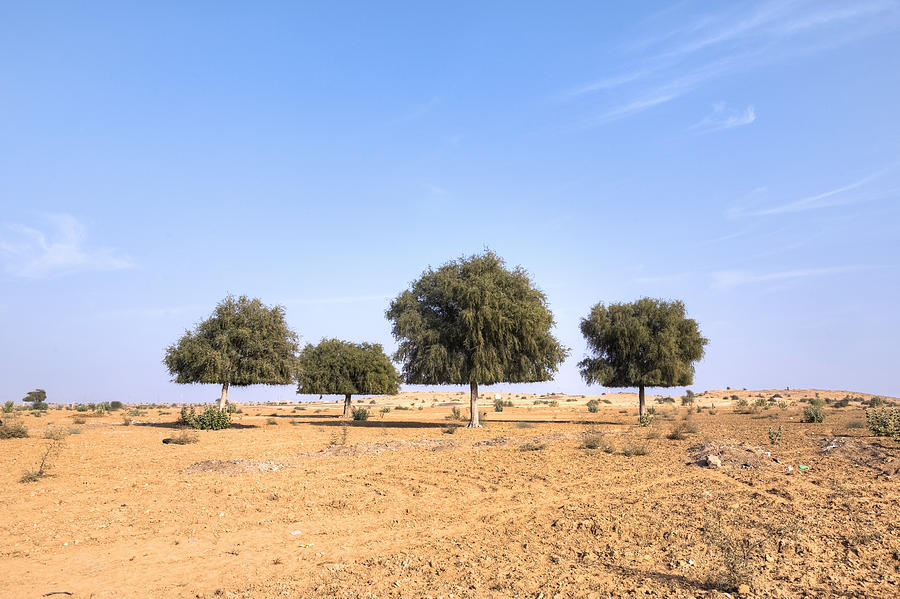 Thar Desert - India #2 Photograph by Joana Kruse