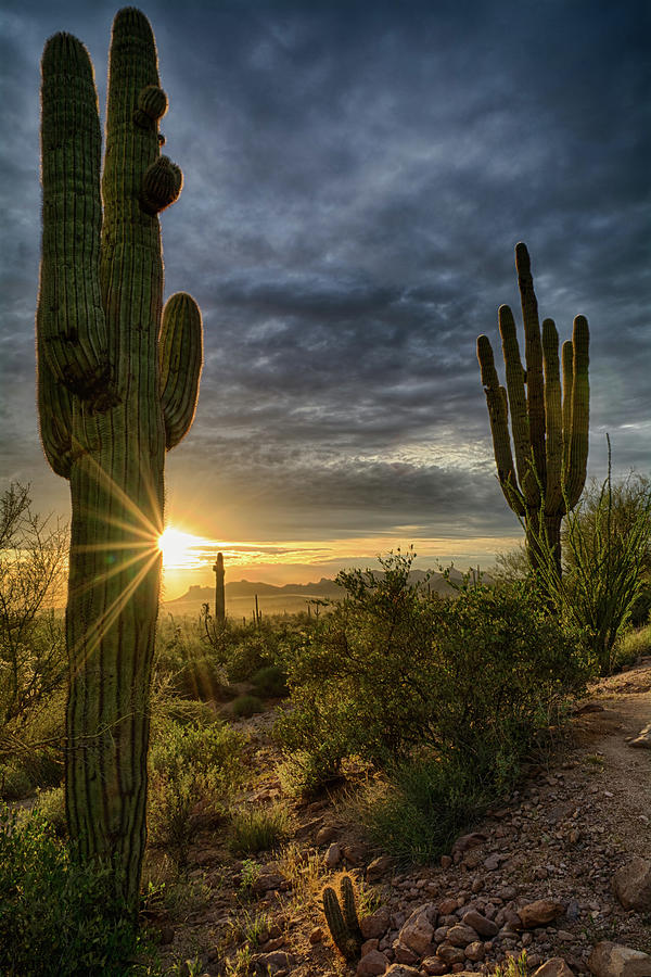 The Beauty of the Sonoran Desert  #2 Photograph by Saija Lehtonen