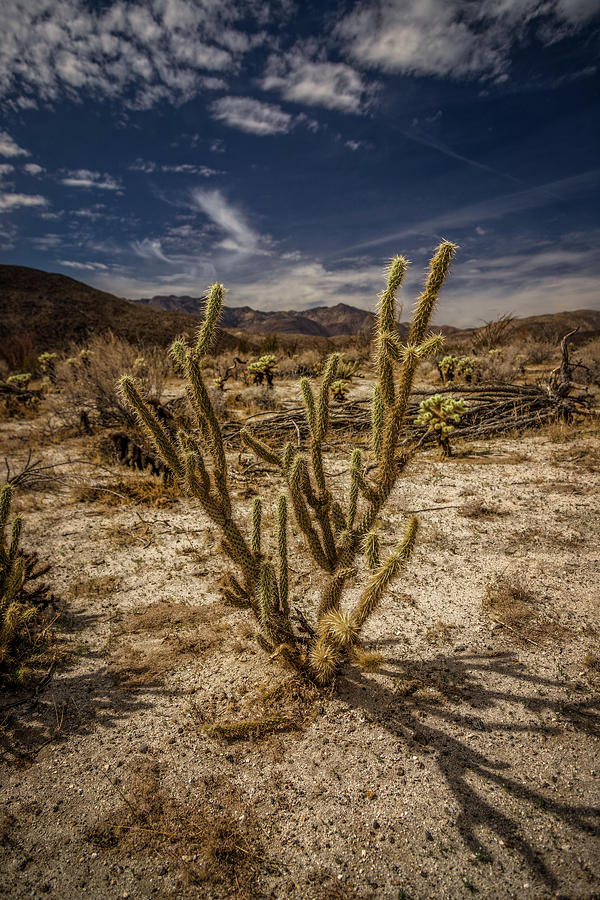 The Desert #1 Photograph by Peter Tellone