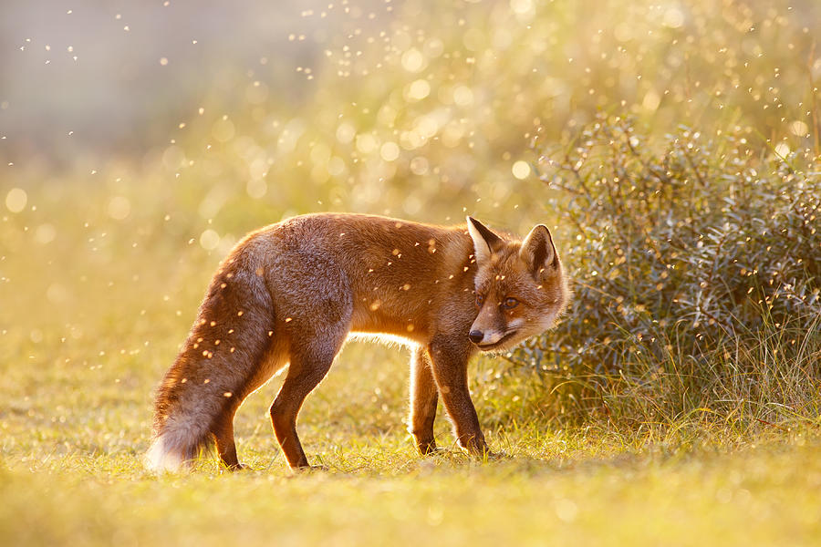Fox Photograph - The Fox And The Fairy Dust by Roeselien Raimond