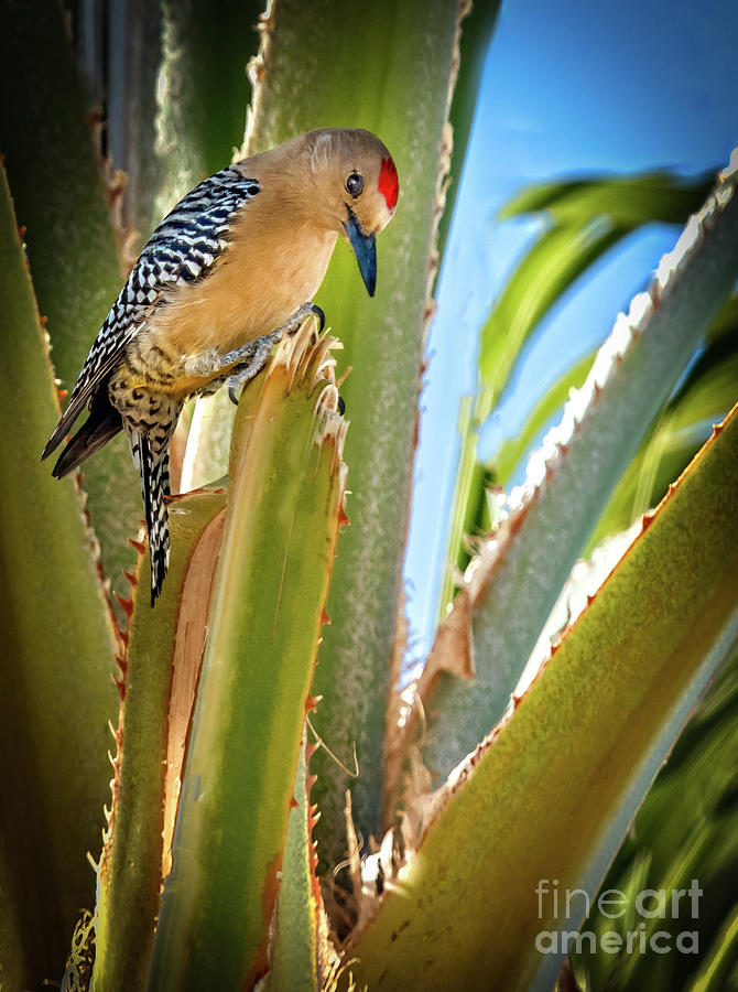 The Gila Woodpecker #2 Photograph by Robert Bales