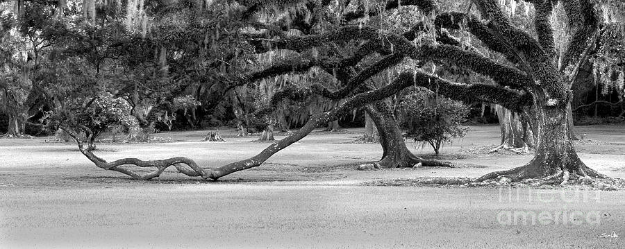 Tree Photograph - The Giving Tree - BW by Scott Pellegrin